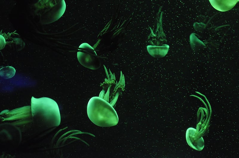 Marine Life Observation