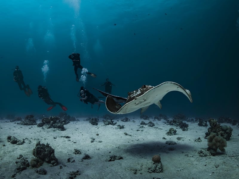 Manta Ray