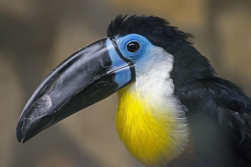 Toucan